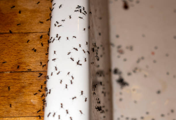 Best Termite Control Services  in Kentwood, LA