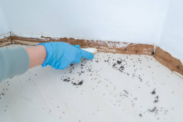 Best Local Pest Control Services  in Kentwood, LA